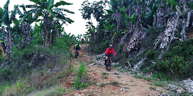 3º Pro Tork Macacolama